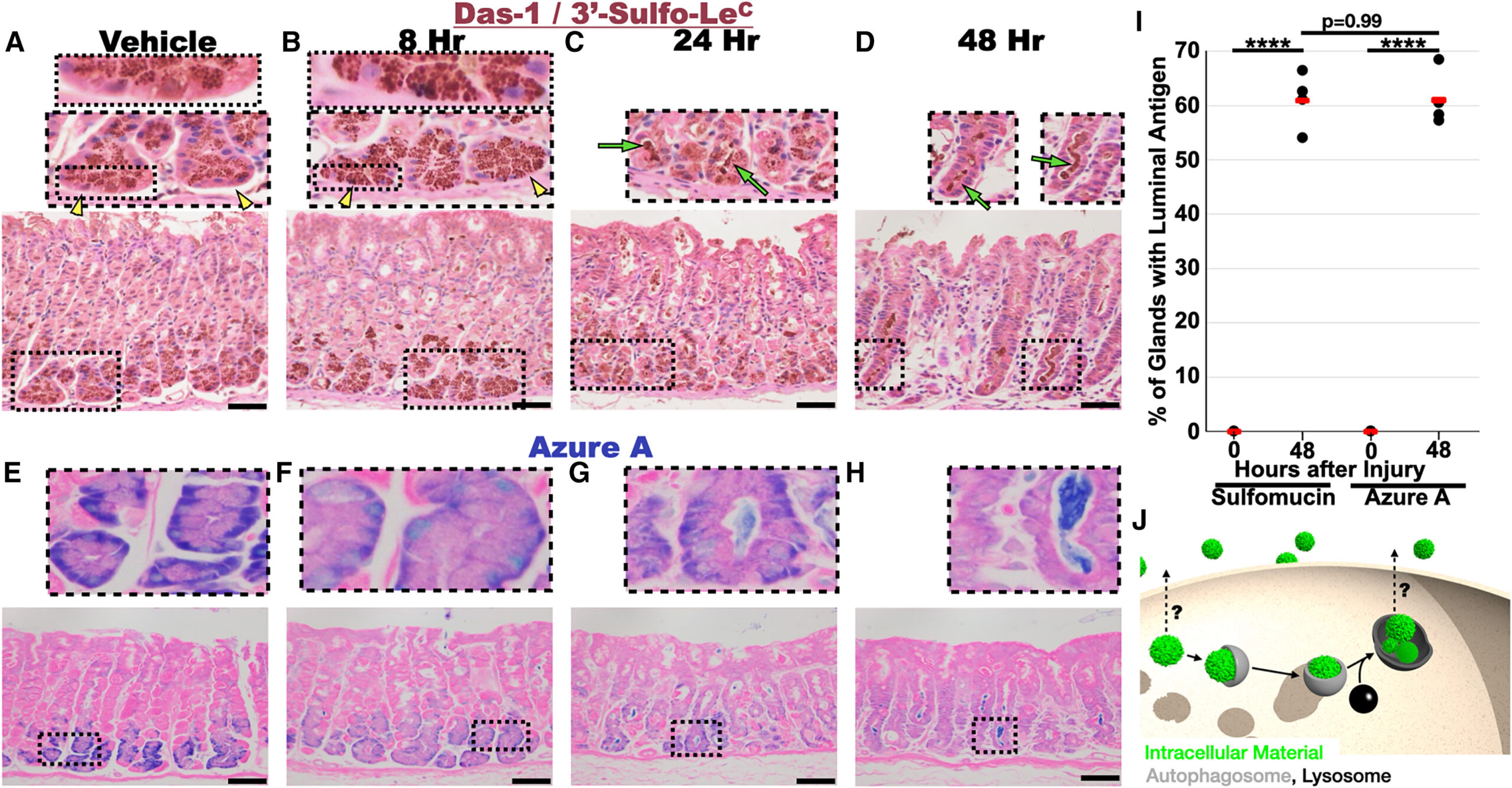 Figure 1 Cellular material is excreted during paligenosis